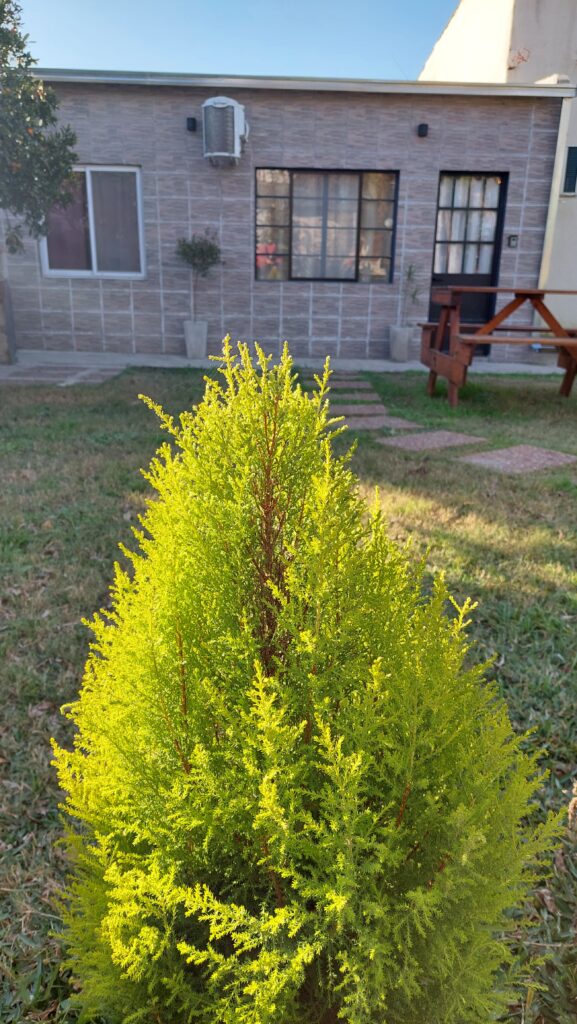 una pequeña conífera de color verde brillante se alza en el primer plano de un patio cubierto de hierba, con una casa de una sola planta con paredes de piedra gris, marcos de ventanas negros y una mesa de picnic de madera al fondo, bajo un cielo azul despejado. en cabañas del sauce, sauce montrull, entre ríos